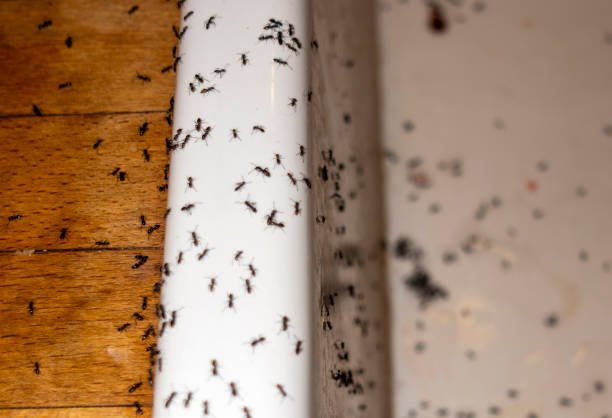 Best Commercial Pest Control Services  in Malone, FL